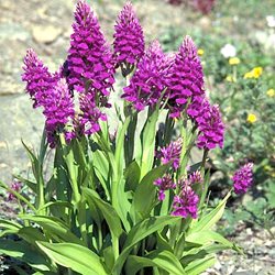 Пальчатокоренник пурпурный /      Dactylorhiza purpurella